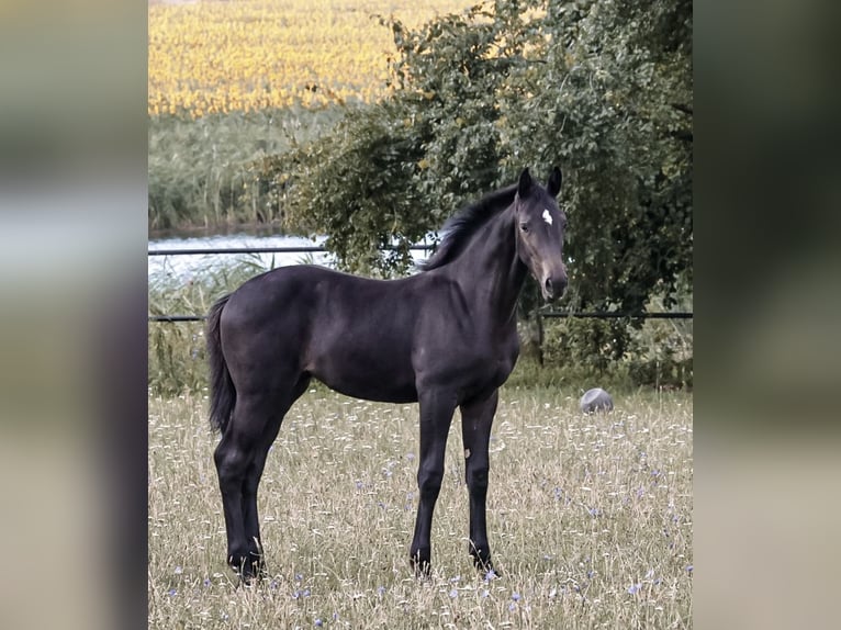 Oldenburg-International (OS) Mare Foal (04/2026) 13 hh Smoky-Black in Glaubitz