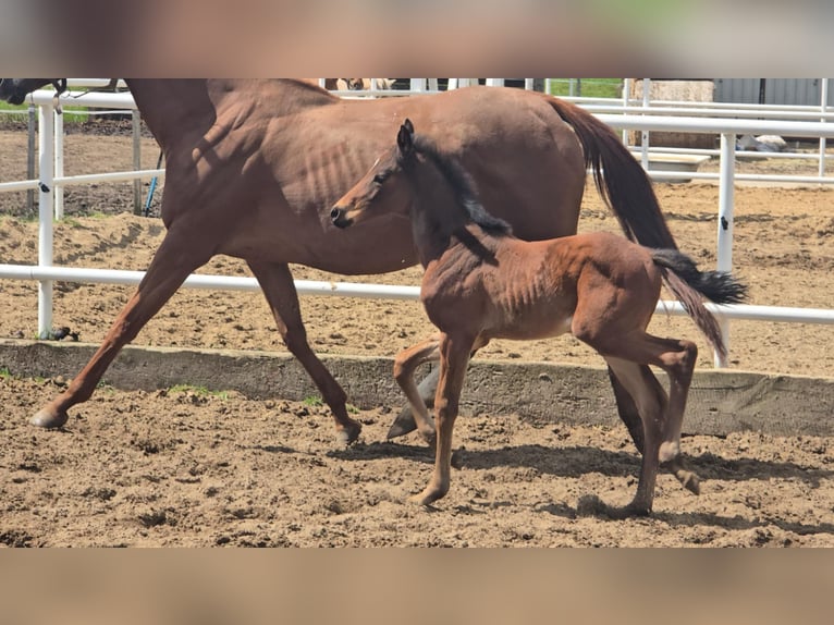 Oldenburg-International (OS) Mare  15,2 hh Brown in L&#x119;bork