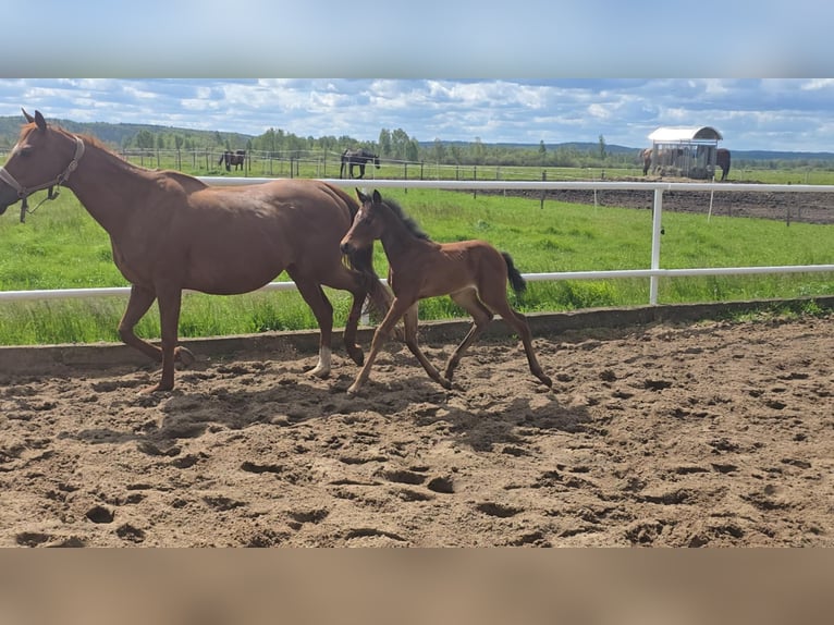 Oldenburg-International (OS) Mare  15,2 hh Brown in L&#x119;bork