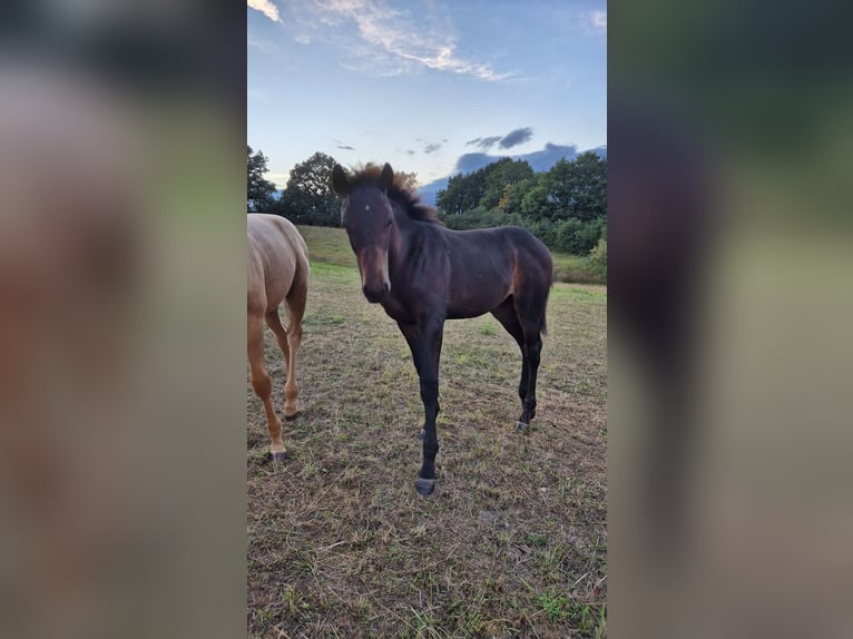 Oldenburg-International (OS) Mare Foal (04/2026) 16.2 hh Bay-Dark in Marienfels