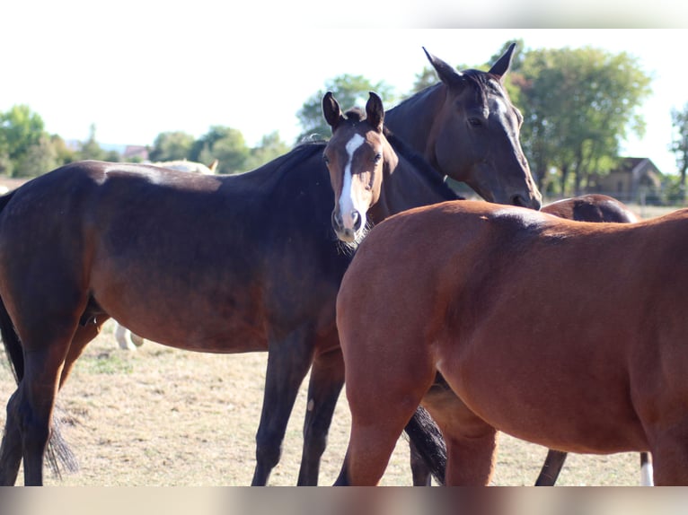 Oldenburg-International (OS) Mare Foal (05/2026) 16.2 hh Brown in Eppingen