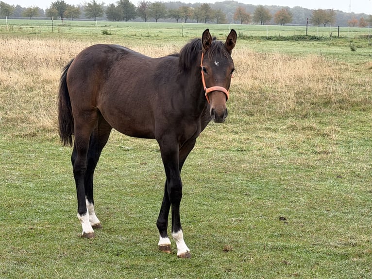 Oldenburg-International (OS) Mare Foal (04/2026) 16.2 hh Brown in Zschortau
