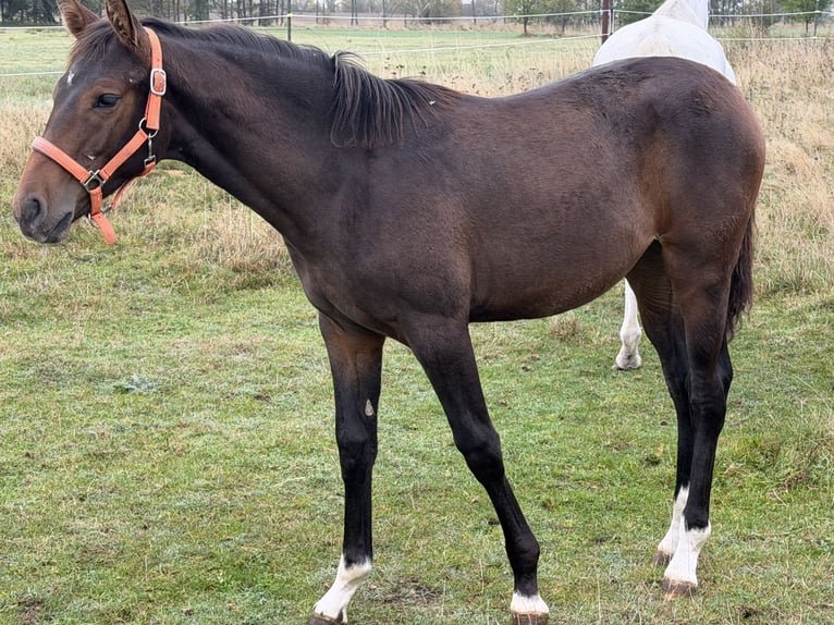 Oldenburg-International (OS) Mare Foal (04/2026) 16.2 hh Brown in Zschortau