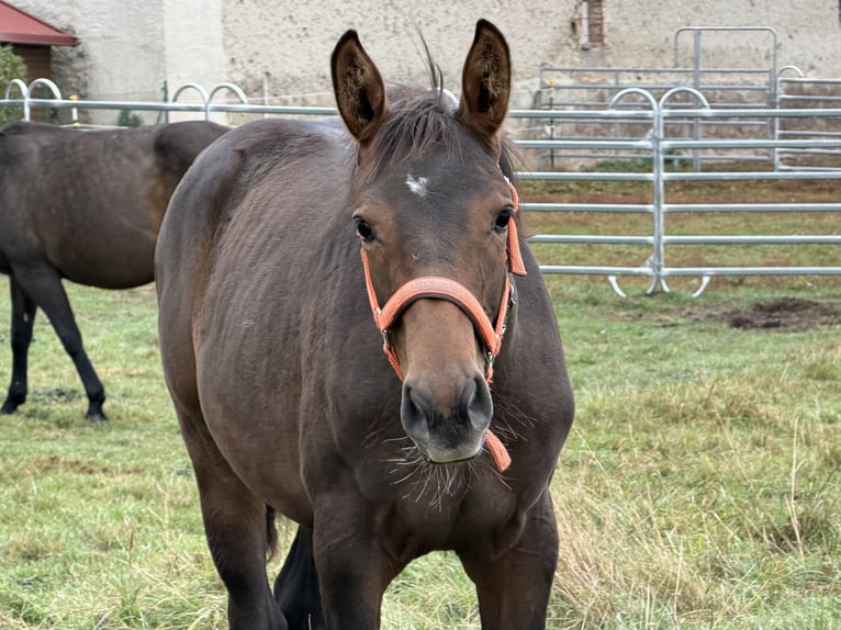 Oldenburg-International (OS) Mare Foal (04/2026) 16.2 hh Brown in Zschortau