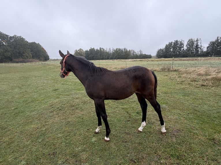 Oldenburg-International (OS) Mare Foal (04/2026) 16.2 hh Brown in Zschortau