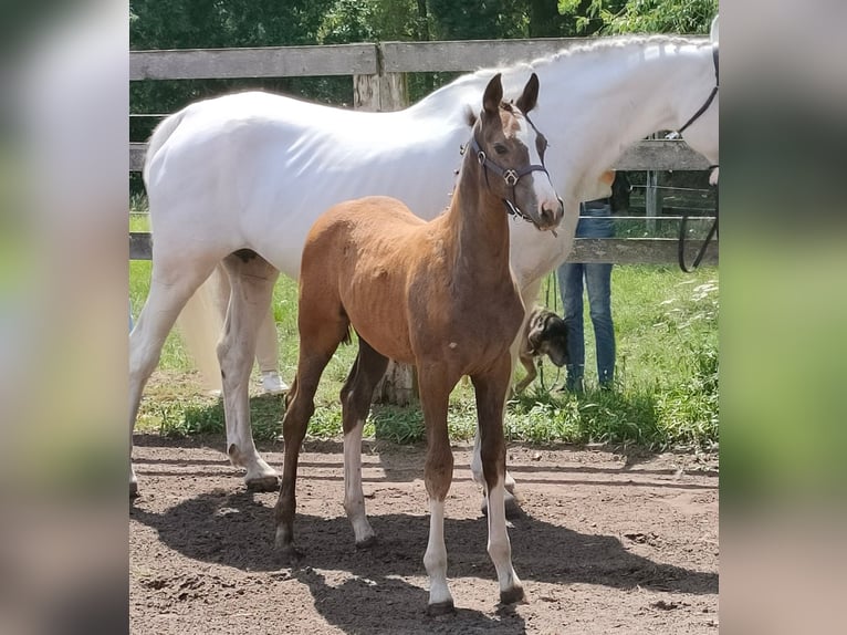 Oldenburg-International (OS) Mare Foal (04/2026) 16.2 hh Can be white in Hilgermissen