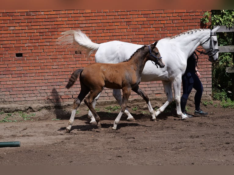 Oldenburg-International (OS) Mare Foal (04/2026) 16.2 hh Can be white in Hilgermissen