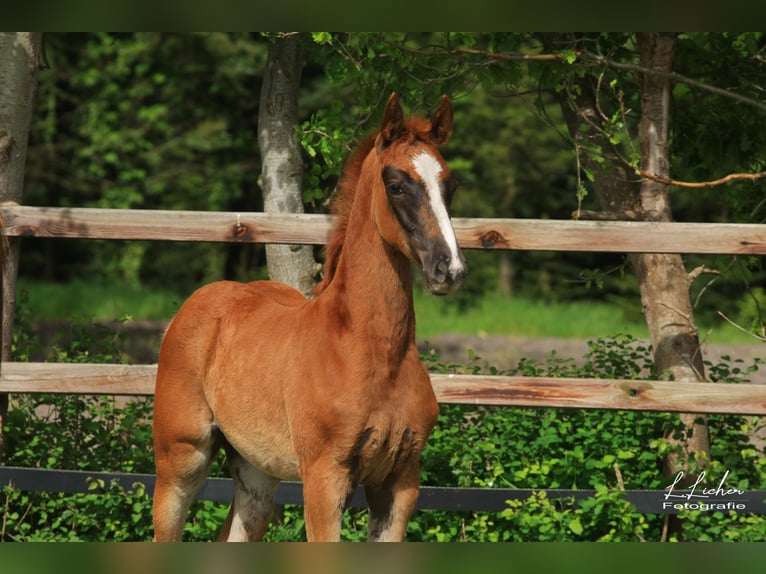 Oldenburg-International (OS) Mare Foal (03/2026) 16.2 hh Chestnut in Wardenburg