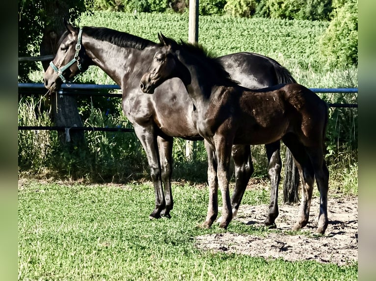 Oldenburg-International (OS) Mare Foal (04/2026) 16.2 hh Smoky-Black in Glaubitz