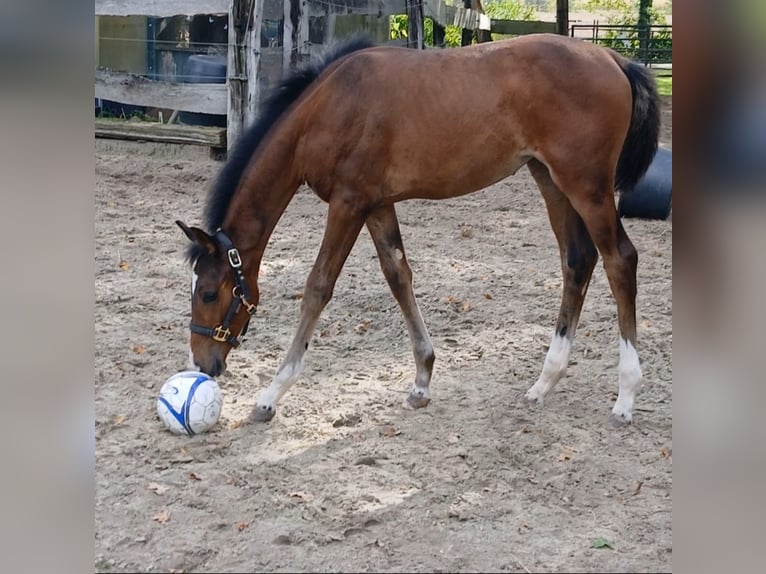 Oldenburg-International (OS) Mare Foal (06/2026) 16.3 hh Bay-Dark in NORDHORN