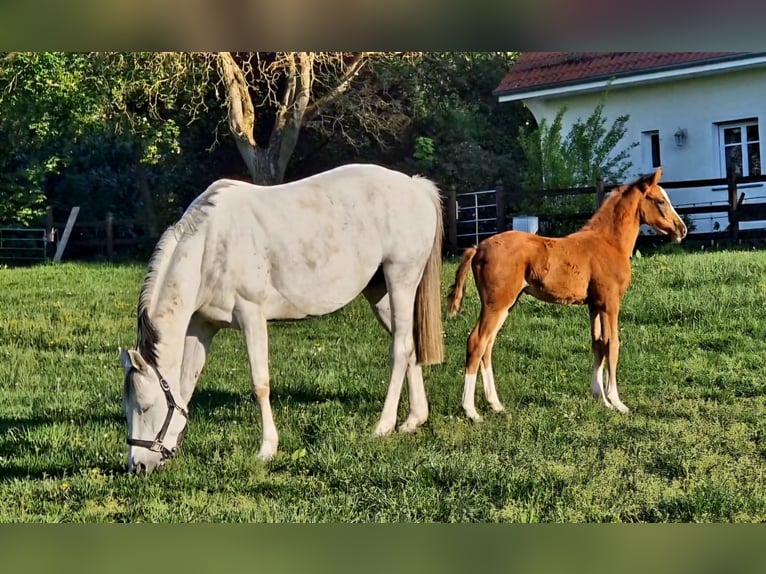 Oldenburg-International (OS) Mare  16 hh Chestnut-Red in Bramsche