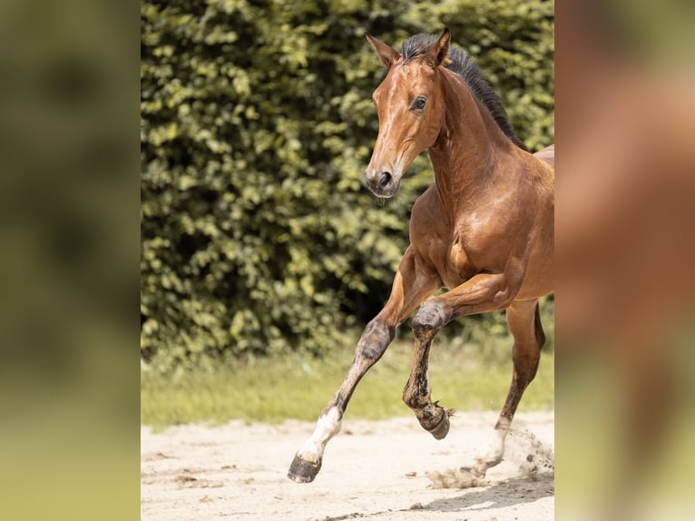 Oldenburg-International (OS) Mare Foal (04/2025) 16,1 hh Bay-Dark in Osnabr&#xFC;ck