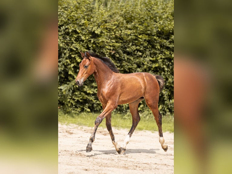 Oldenburg-International (OS) Mare Foal (04/2025) 16,1 hh Bay-Dark in Osnabr&#xFC;ck