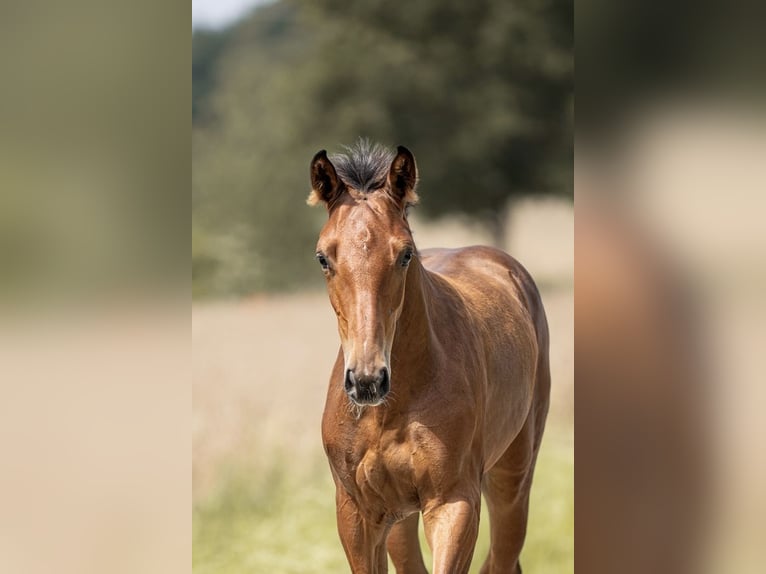 Oldenburg-International (OS) Mare Foal (04/2025) 16,1 hh Bay-Dark in Osnabr&#xFC;ck