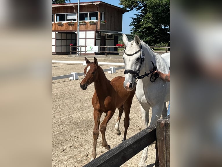 Oldenburg-International (OS) Mare Foal (04/2025) 16,1 hh Brown in Bakum
