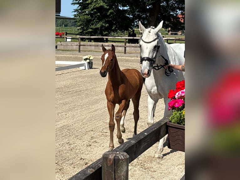 Oldenburg-International (OS) Mare Foal (04/2025) 16,1 hh Brown in Bakum