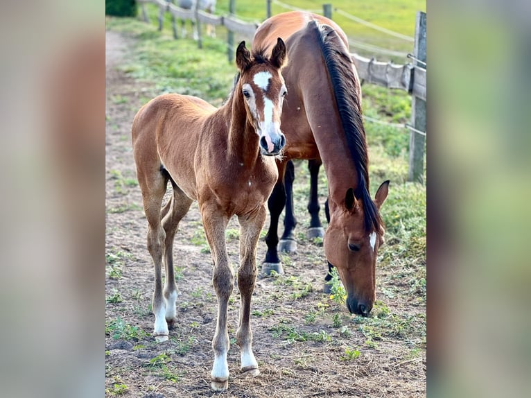 Oldenburg-International (OS) Mare Foal (05/2025) 16,1 hh Grey in Boock