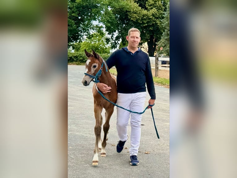 Oldenburg-International (OS) Mare Foal (05/2025) 16,1 hh Grey in Boock