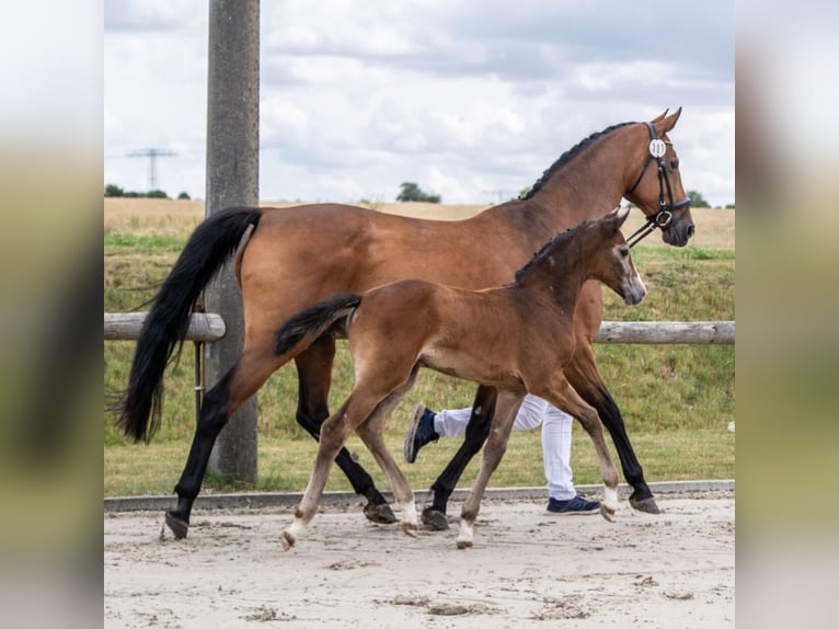 Oldenburg-International (OS) Mare Foal (05/2025) 16,1 hh Grey in Boock