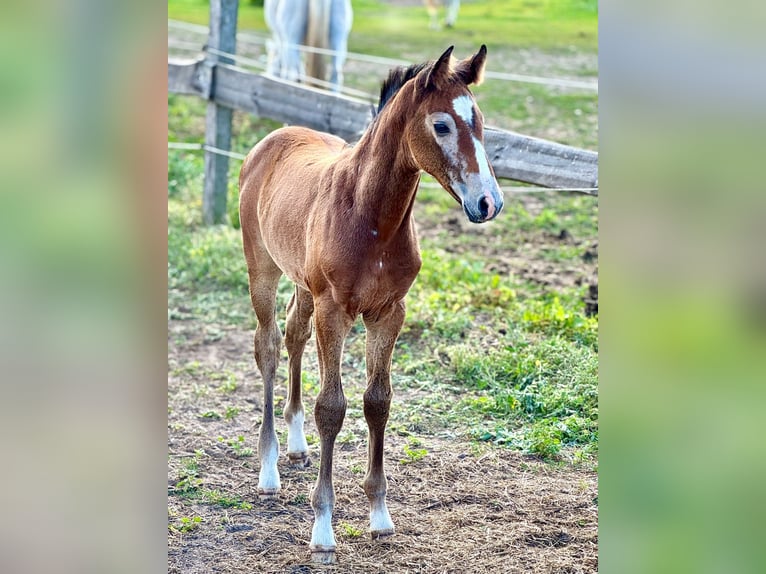 Oldenburg-International (OS) Mare Foal (05/2025) 16,1 hh Grey in Boock