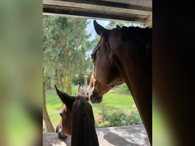 Oldenburg-International (OS) Mare Foal (05/2025) 16,1 hh Grey in Boock