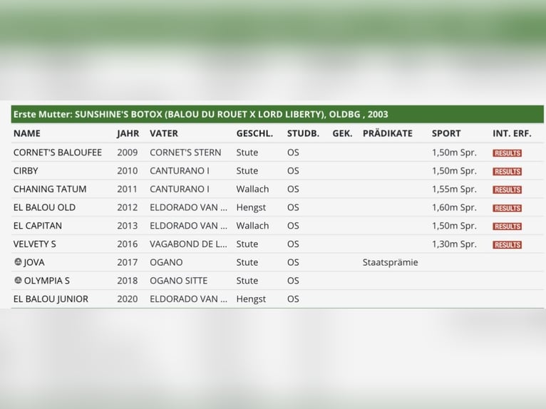 Oldenburg-International (OS) Mare  16,2 hh Bay-Dark in Barver
