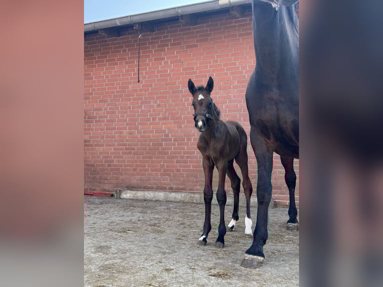 Oldenburg-International (OS) Mare  16,2 hh Brown in Winsen (Aller)