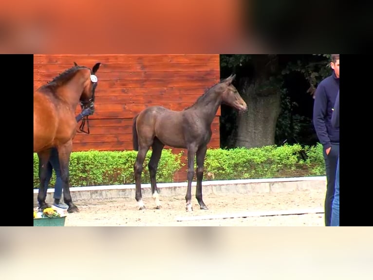 Oldenburg-International (OS) Mare  16,2 hh Can be white in Winsen (Aller)