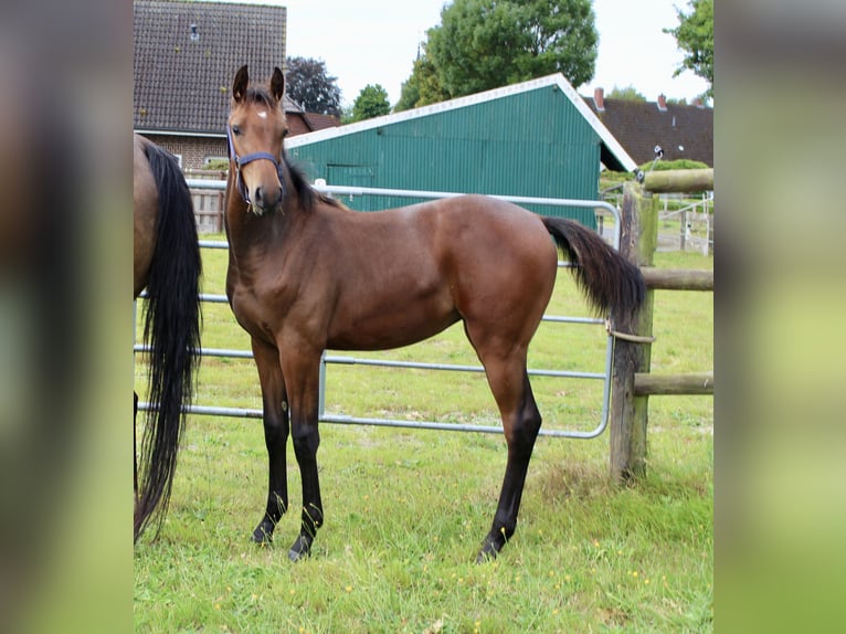 Oldenburg-International (OS) Mare Foal (03/2025) Bay-Dark in Zetel