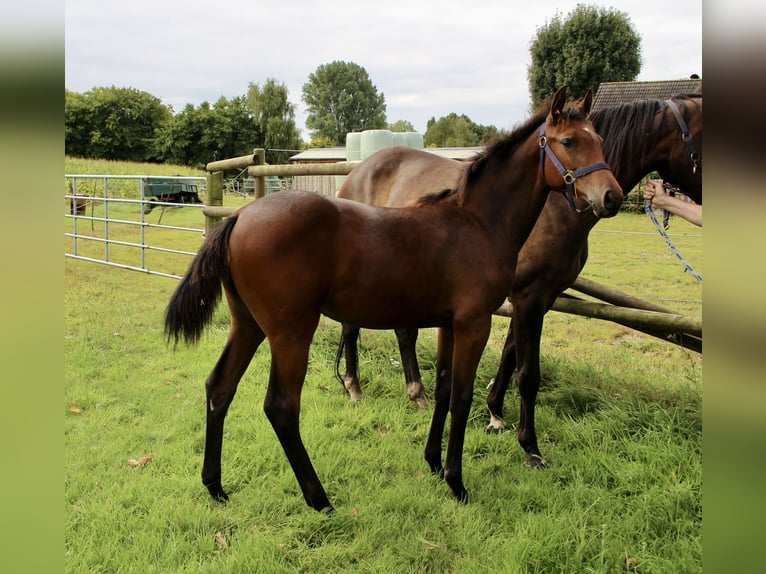 Oldenburg-International (OS) Mare Foal (03/2025) Bay-Dark in Zetel