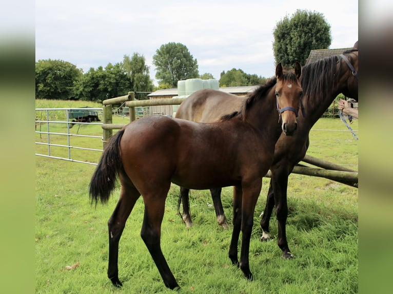 Oldenburg-International (OS) Mare Foal (03/2025) Bay-Dark in Zetel