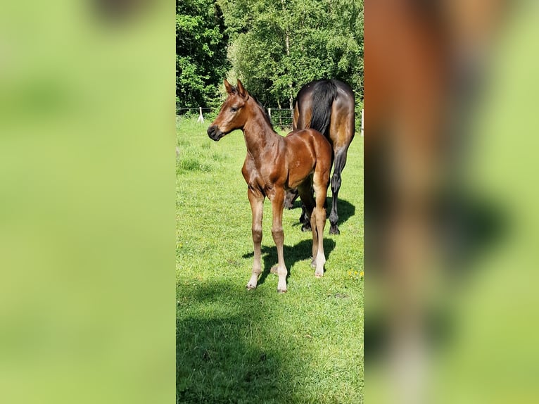 Oldenburg-International (OS) Mare Foal (05/2026) Bay-Dark in Emstek
