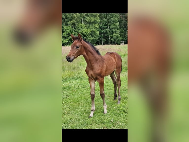 Oldenburg-International (OS) Mare Foal (05/2026) Bay-Dark in Emstek