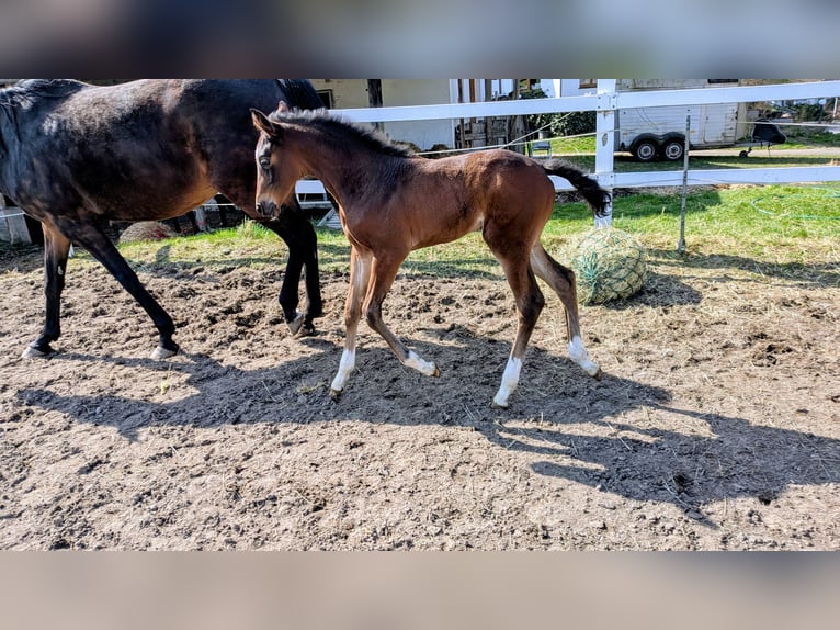Oldenburg-International (OS) Mare Foal (02/2026) Bay-Dark in Morbach