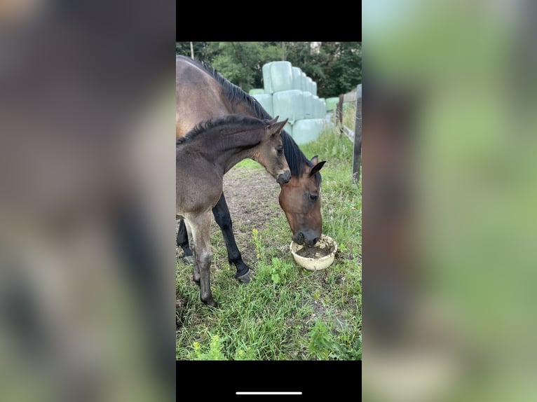 Oldenburg-International (OS) Mare Foal (06/2026) Bay-Dark in Handewitt