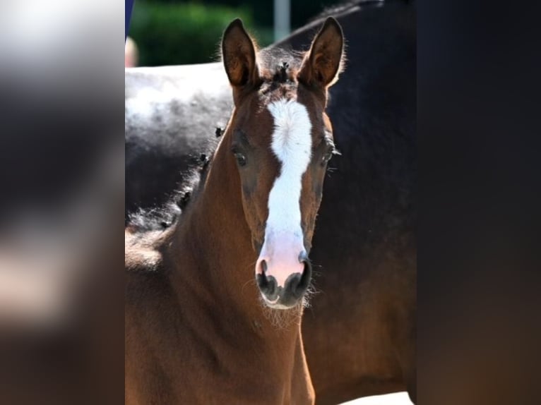 Oldenburg-International (OS) Mare Foal (05/2025) Bay-Dark in Molbergen