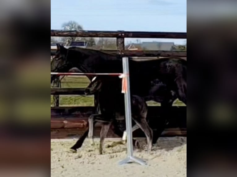Oldenburg-International (OS) Mare Foal (01/2026) Black in Bodegnée