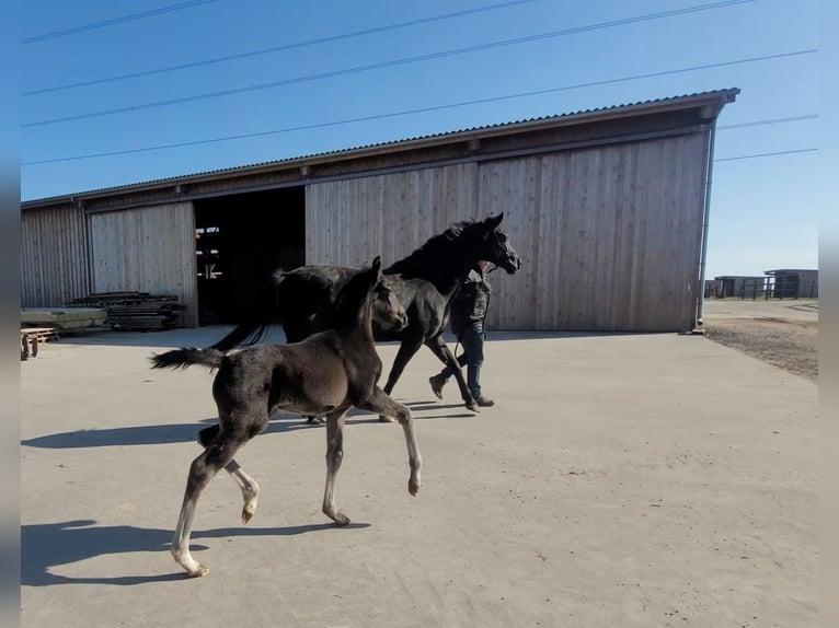 Oldenburg-International (OS) Mare Foal (01/2026) Black in Limont