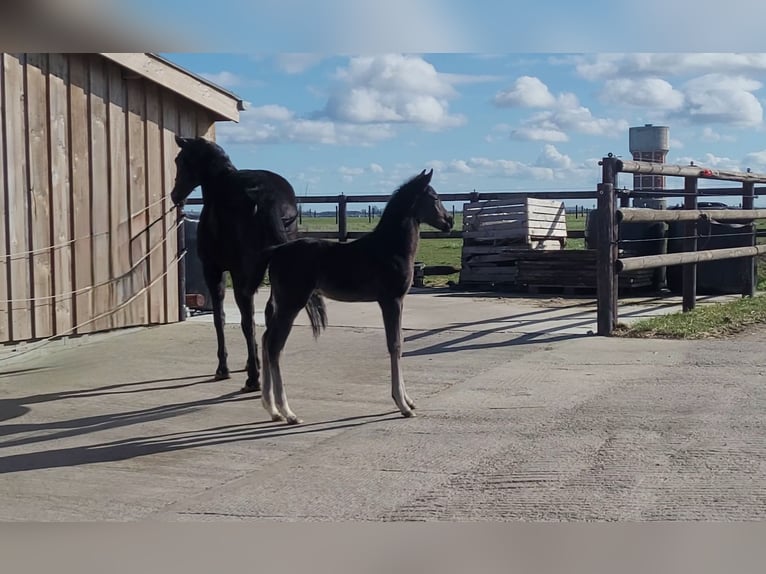 Oldenburg-International (OS) Mare Foal (01/2026) Black in Limont
