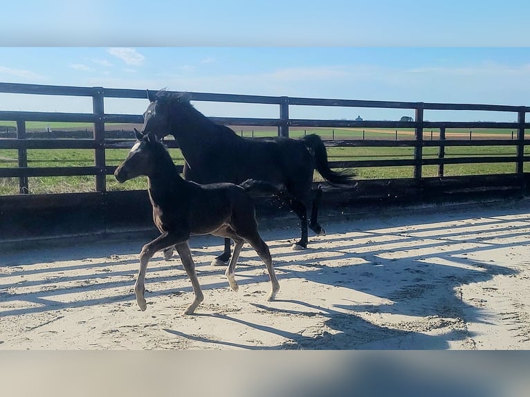 Oldenburg-International (OS) Mare Foal (01/2026) Black in Limont