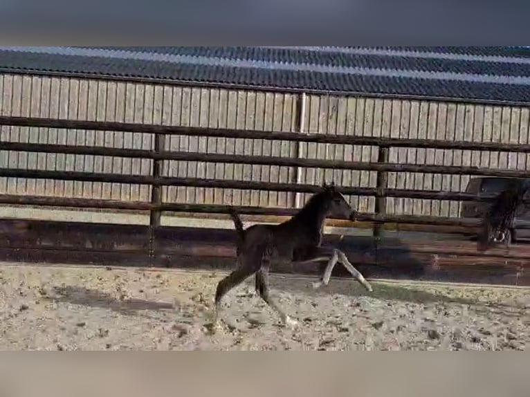 Oldenburg-International (OS) Mare Foal (01/2026) Black in Limont