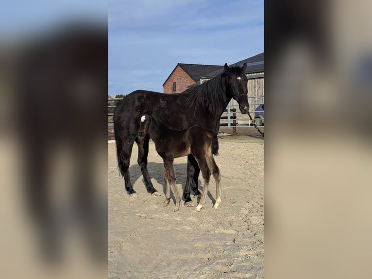 Oldenburg-International (OS) Mare Foal (01/2026) Black in Limont