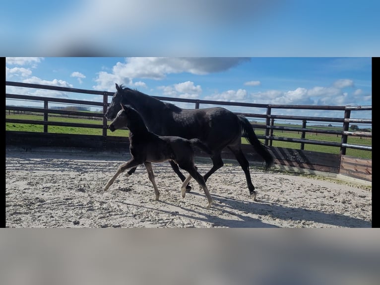 Oldenburg-International (OS) Mare Foal (01/2026) Black in Limont