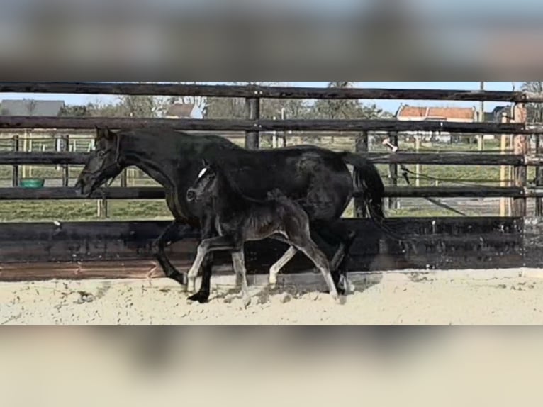 Oldenburg-International (OS) Mare Foal (01/2026) Black in Limont