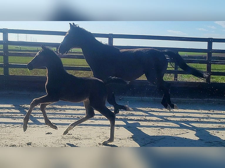 Oldenburg-International (OS) Mare Foal (01/2026) Black in Limont