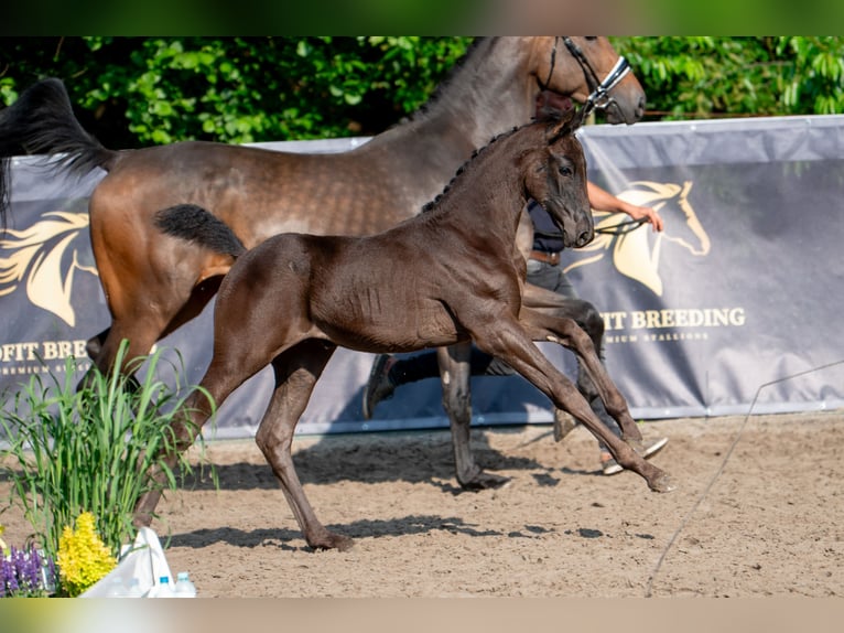 Oldenburg-International (OS) Mare Foal (03/2026) Black in Pielgrzymowice