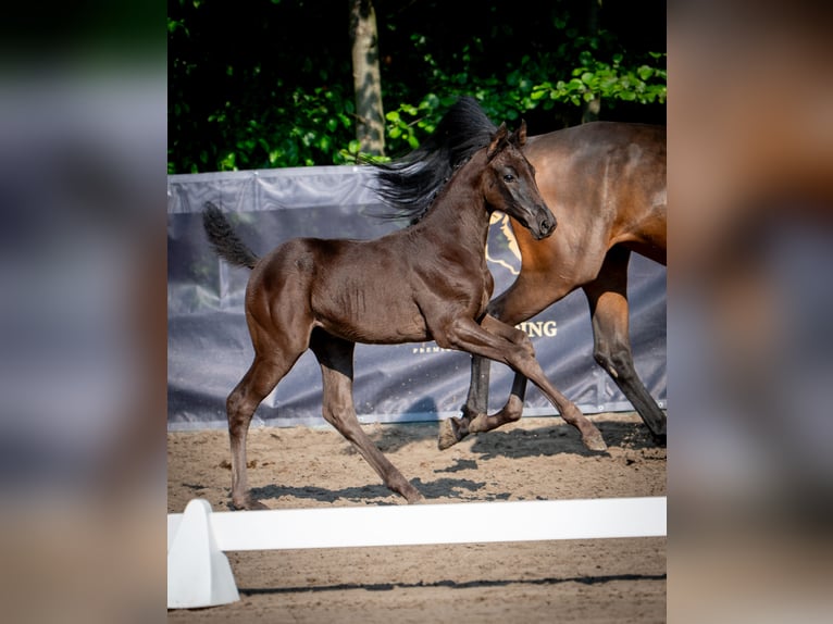 Oldenburg-International (OS) Mare Foal (03/2026) Black in Pielgrzymowice