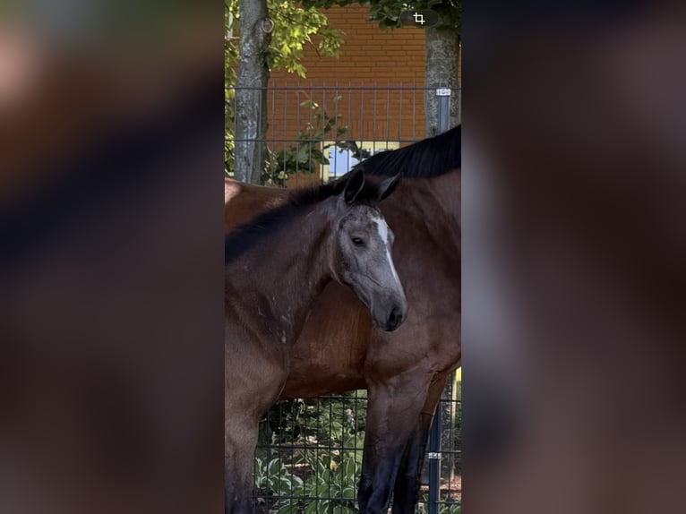 Oldenburg-International (OS) Mare Foal (05/2026) Brown Falb mold in Werlte