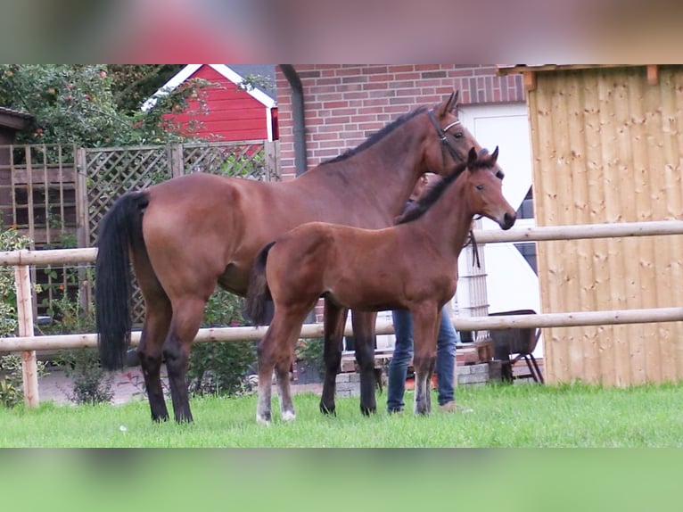Oldenburg-International (OS) Mare Foal (06/2025) Brown in Cloppenburg