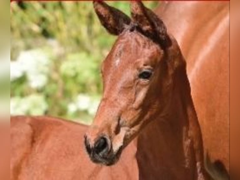 Oldenburg-International (OS) Mare Foal (06/2025) Brown in Cloppenburg